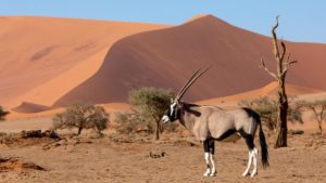 Desierto de Namibia (Artush / Getty Images/iStockphoto)